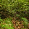 Plants: image 15 Of 208 Thumb